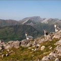 Mountain Goats with Ben Nevis in the background.jpg